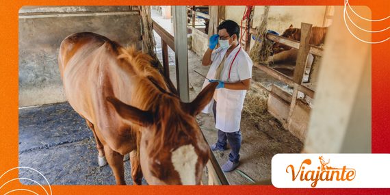Why Equine Influenza Still Threatens Horse Populations Worldwide
