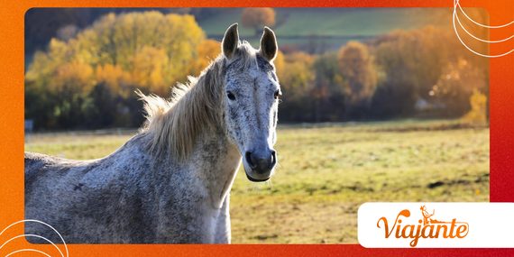 How Horse Gastric Ulcers Can Hide Behind Subtle Health Signs