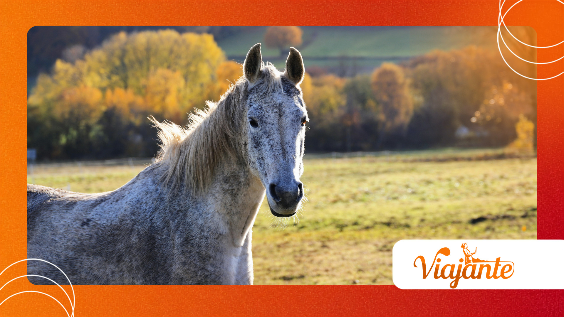 Horse Gastric Ulcers