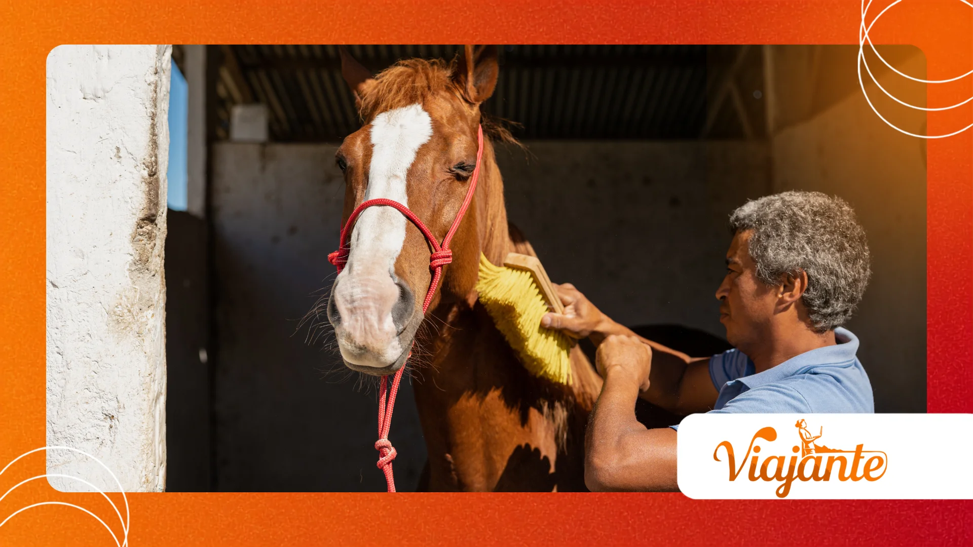 Horses With Laminitis