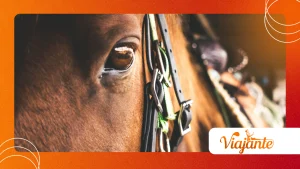 Why Horses With Laminitis Need Care Beyond the Spring Season