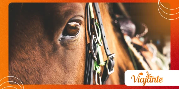 Why Horses With Laminitis Need Care Beyond the Spring Season