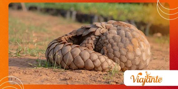 How Pangolins Became the World’s Most Trafficked Mammals