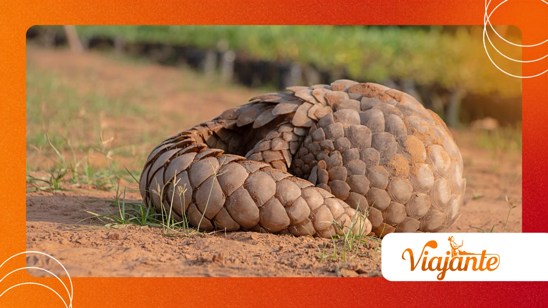 Pangolins