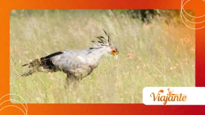The Hidden Skills of Secretary Birds Hunting Venomous Snakes