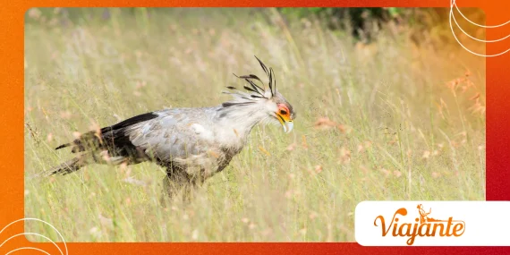The Hidden Skills of Secretary Birds Hunting Venomous Snakes
