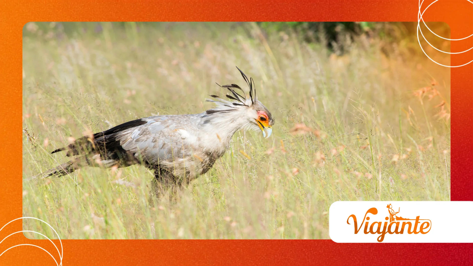 Secretary Birds