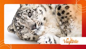 Why Snow Leopards Are Masters of Mountain Survival