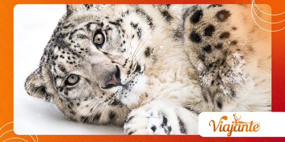 Why Snow Leopards Are Masters of Mountain Survival